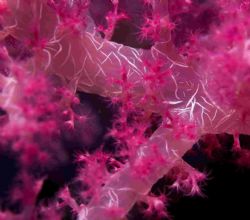 Soft coral from Elphinstone..... by Malcolm Nimmo 